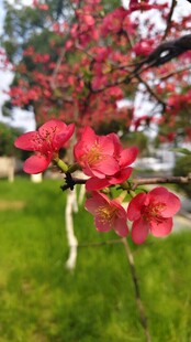 皱皮木瓜