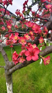 贴梗海棠花