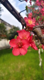 贴梗海棠