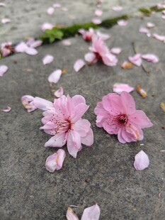 花朵花瓣
