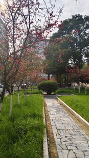 绿地花树