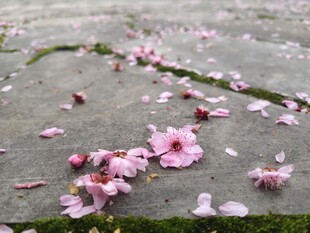 花瓣