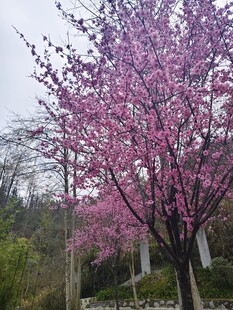 一树桃花