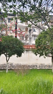 绿草绿树