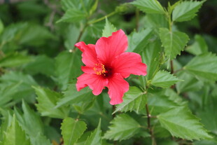 扶桑花