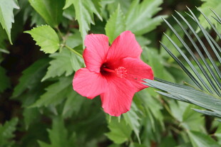 扶桑花