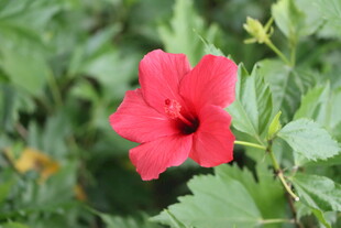 扶桑花