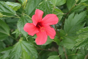 扶桑花