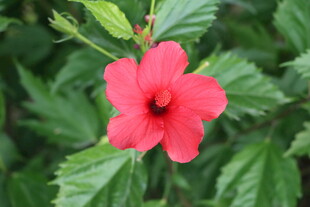 扶桑花