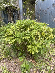 绿植