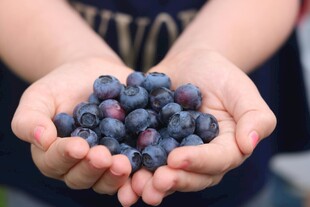 蓝莓