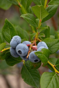 蓝莓