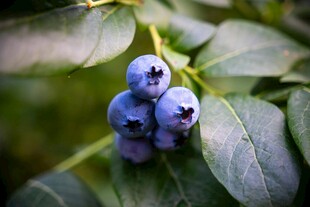 蓝莓