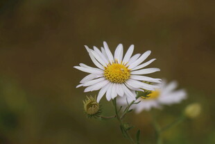小菊花
