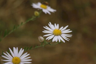 小菊花