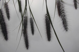 狗尾巴草