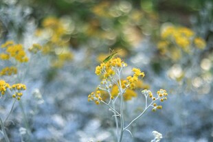 银叶菊 
