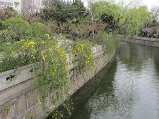 小桥流水黄花
