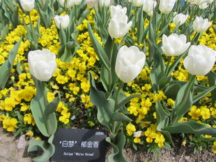 郁金香 