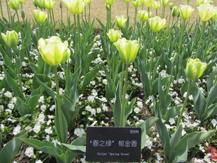 郁金香