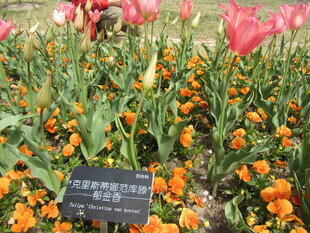 郁金香 