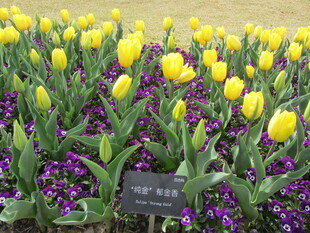 郁金香 