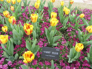 郁金香 