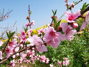 桃花