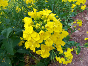油菜花头