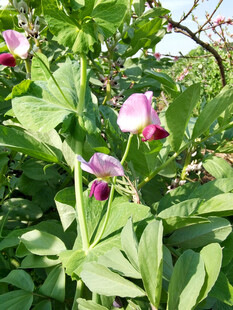 豌豆花