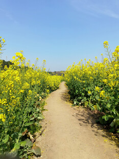 油菜路