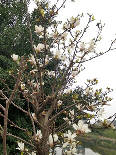 玉兰花