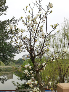 白玉兰花