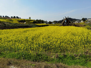油菜花田