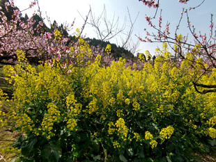 油菜花桃花