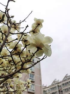玉兰花