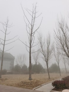 雾里小树