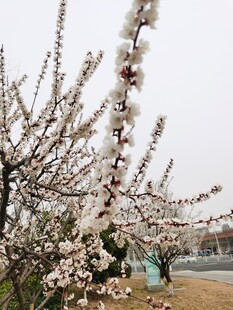 杏花