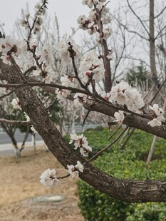 杏花