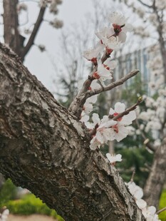 杏花