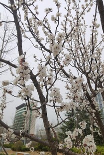 杏花