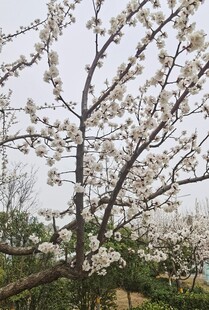 杏花