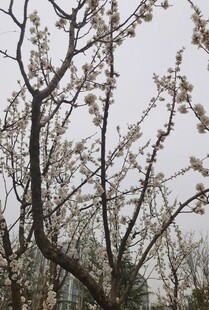 杏花