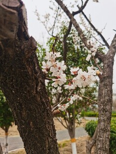 杏花