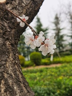 杏花