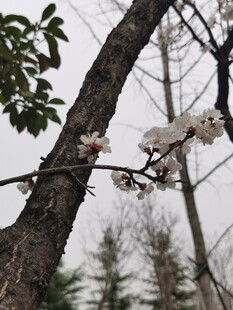 杏花