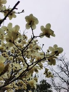玉兰花