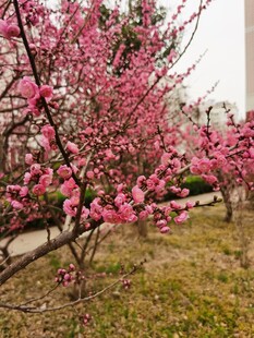 梅花