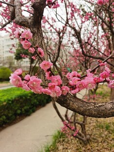 梅花
