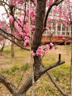 梅花
